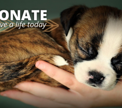 Support our animal charity