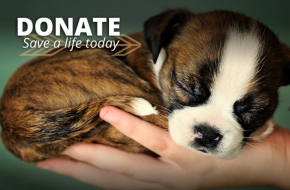 Support our animal charity