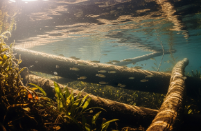 Install 200 “Fish Hotels”